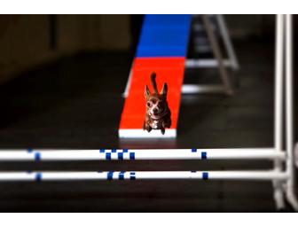 Zoom Room Agility Package & Gift Bucket