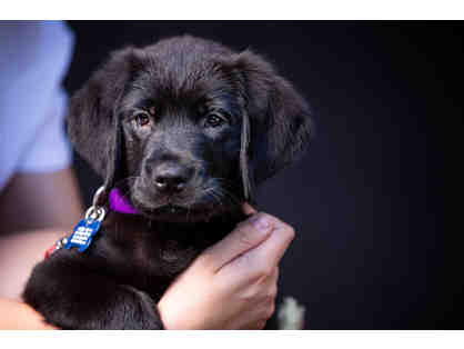 Fund a Need to Name a PUPPY Sponsorship Opportunity!