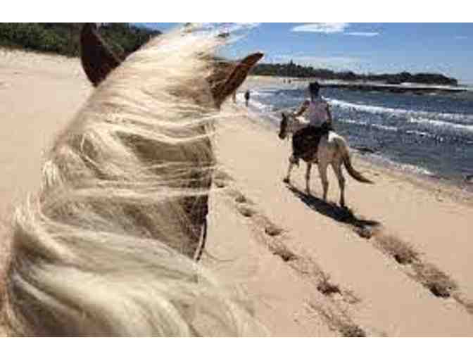 Playa Ponies Horseback Riding Tour