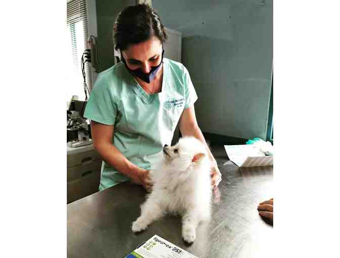 Free Blood Work for your Dog At Safari Vet Clinic - Photo 1