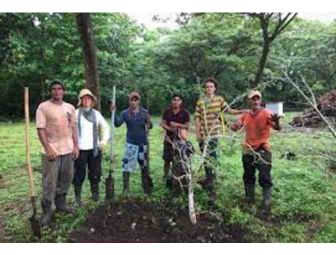 Learn to Prune At Nature's Spiritual Sanctuary, Siva Ashram
