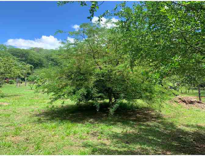 Learn to Prune At Nature's Spiritual Sanctuary, Siva Ashram