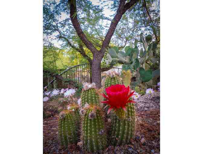 Desert Botanical Garden- Two General Admission Passes - Photo 2