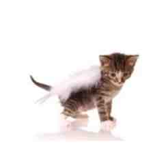 2014 - A Friend of Angel's Wish