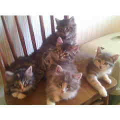 Lynn and Pete, Friends of Angel's Wish