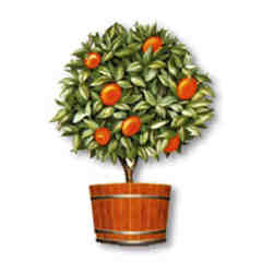 Orange Tree Imports