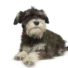 Friend of Miniature Schnauzer Rescue