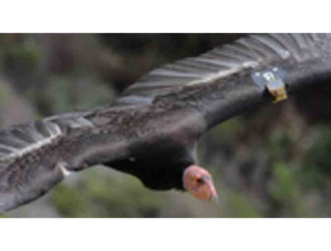 Big Sur Condor Eco-Experience for 2 - Photo 1
