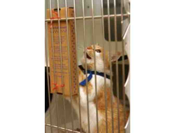 25 Stretch & Scratchers for our adoption center cats - Photo 1