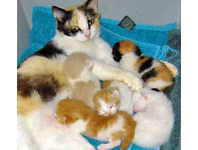 $750 to Sponsor a mother cat and her kittens - Photo 1
