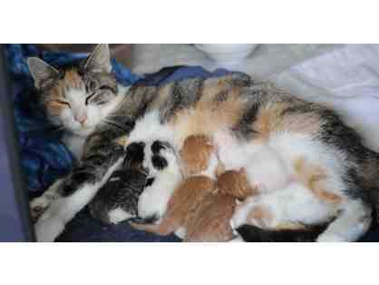 Mama cat and babies- sponsor