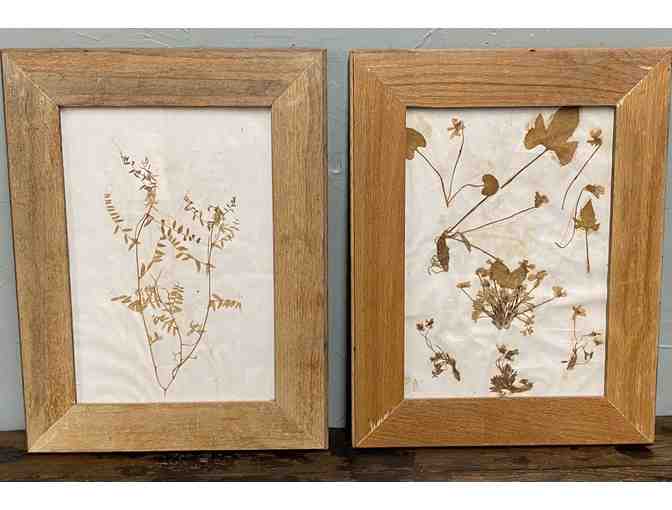 Botanical Artwork Pair, Framed