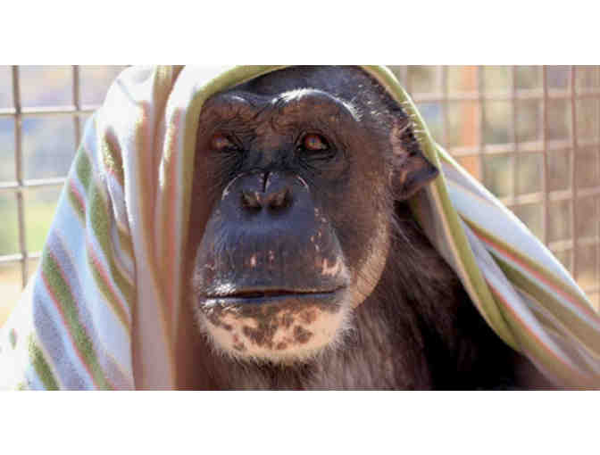Rare Visit to Chimpanzee Sanctuary Northwest + 2 Nights at the Windrow Hotel and Dinner