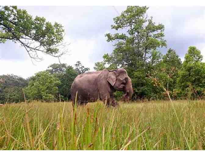 Vietnam Elephant Sanctuary Experience