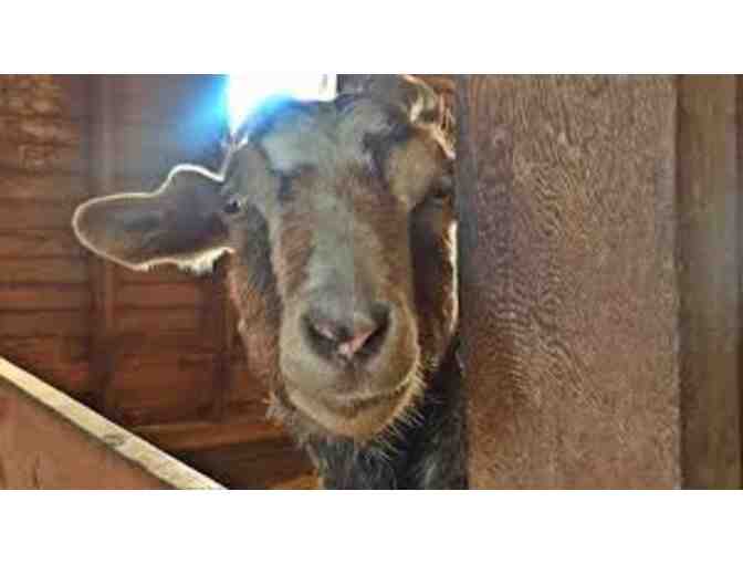Two Nights in Portland and a Guided Tour of Green Acres Farm Sanctuary