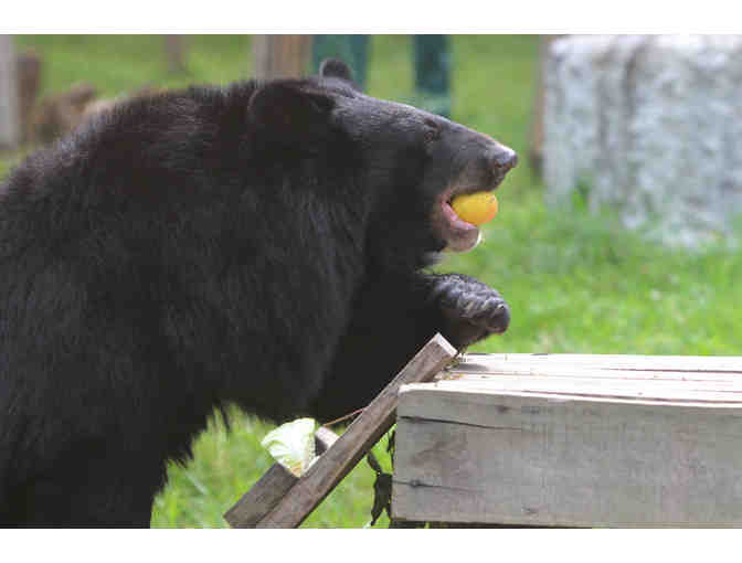 Bear Care for a Day