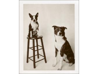 Jesse Friedin - Dog Photo Session + $500 Gift Card