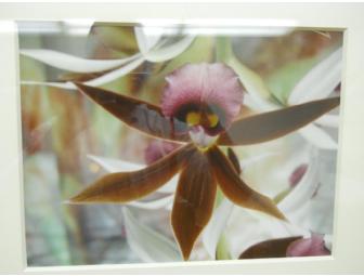Deborah Reabock, Photograph of Orchid Flower, Framed 22'W x 17'H