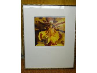 Deborah Reabock, Photograph, Conservatory of Flowers, Framed 16.5'W x 20.5'H
