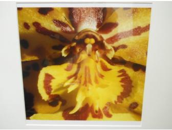 Deborah Reabock, Photograph, Conservatory of Flowers, Framed 16.5'W x 20.5'H