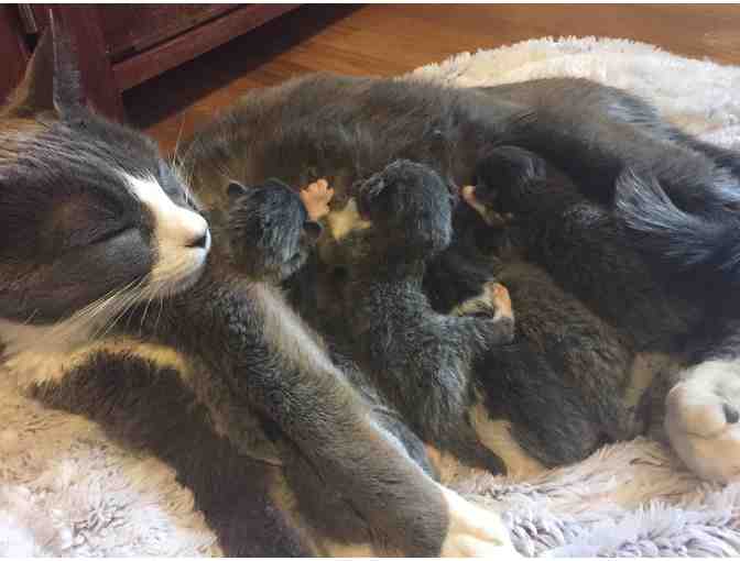 Name A Litter Of Kittens - Photo 1