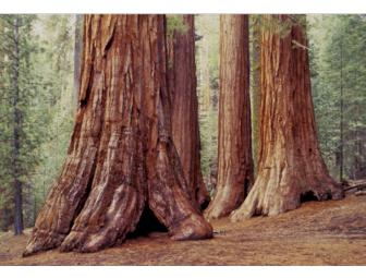 Find the Biggest Trees: Your Adventure in Sequoia and Kings Canyon