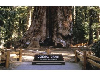 Find the Biggest Trees: Your Adventure in Sequoia and Kings Canyon