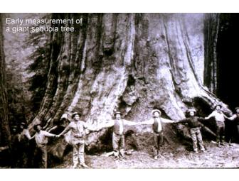 Find the Biggest Trees: Your Adventure in Sequoia and Kings Canyon