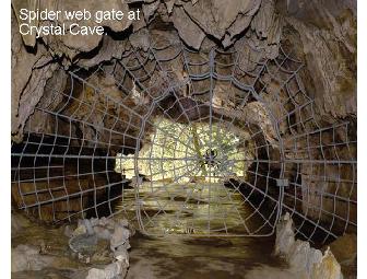 Find the Biggest Trees: Your Adventure in Sequoia and Kings Canyon