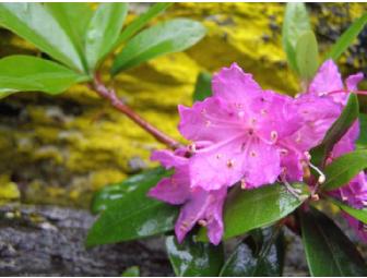 Hiking the Smokies High Country