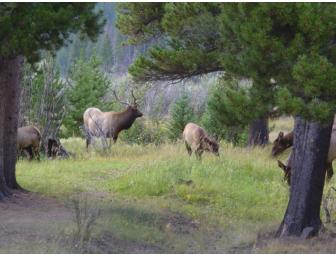 Discover Rocky Mountain National Park - Up Close