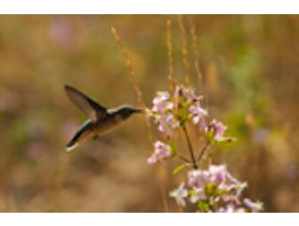 Discover Rocky Mountain National Park - Up Close