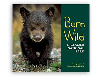 Glacier For the Whole Family