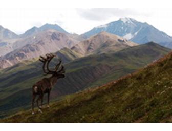 Camp Denali - A Trip of a Lifetime!