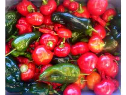 1 Week of Harmony Garden Camp