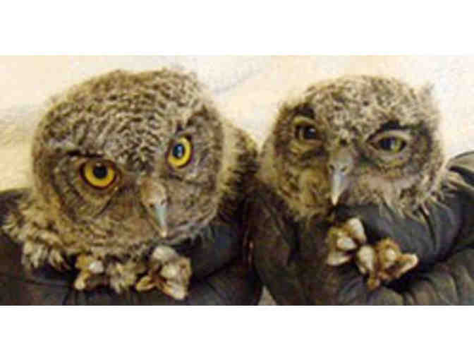 Fund-A-Need Owl Visit for the 3rd grade