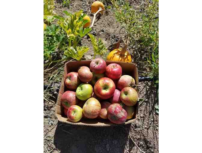 4 boxes Organic Red Rome Apples - Photo 1