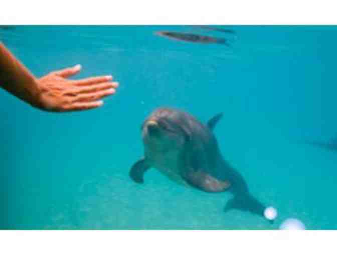 Dolphin Odyssey for Two (2) at Dolphin Harbor and Admission to Miami Seaquarium