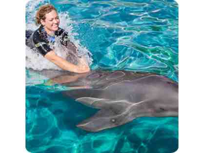 Swim with Dolphins at the Miami Seaquarium!