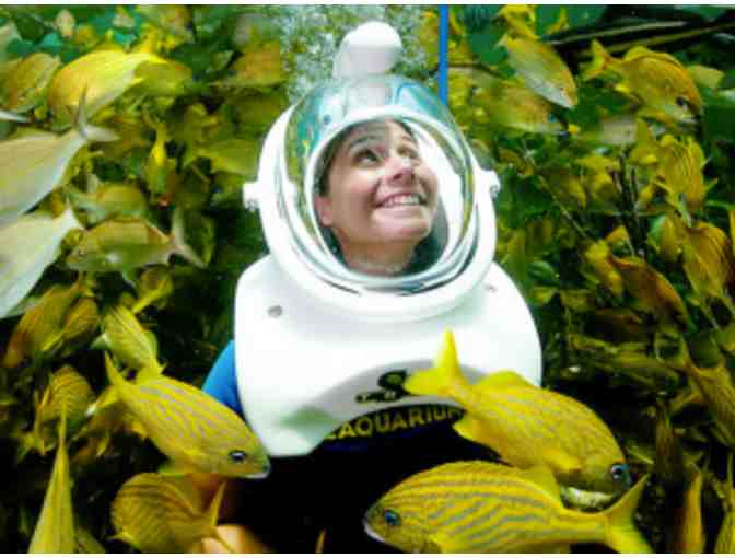 Miami Seaquarium: Sea Trek Reef Encounter Experience for two people!