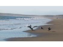 5 nights in Point Reyes cottage for two in California, 55 minutes North of the Gold