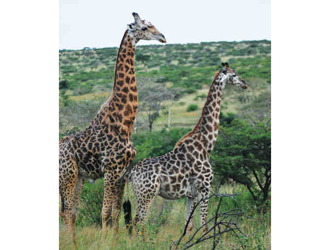 South African Photo Safari for Two at Zulu Nyala