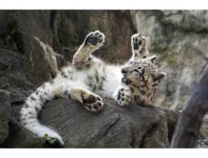 Wildlife Conservation - Bronx Zoo