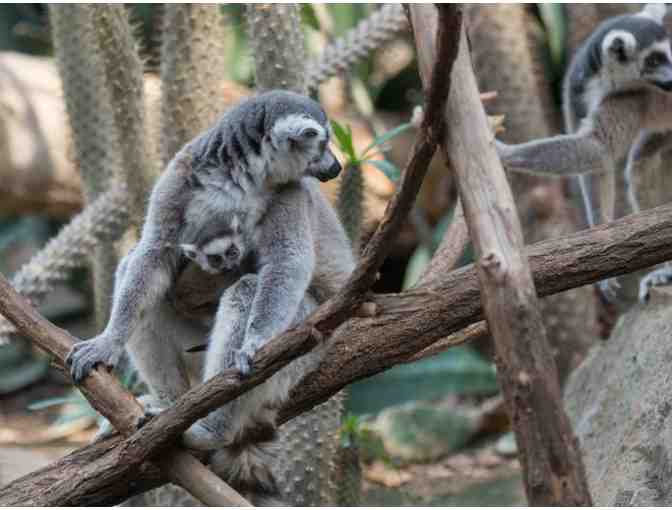 Wildlife Conservation - Bronx Zoo