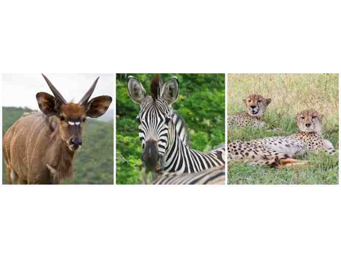 South African Photo Safari for Two at Zulu Nyala