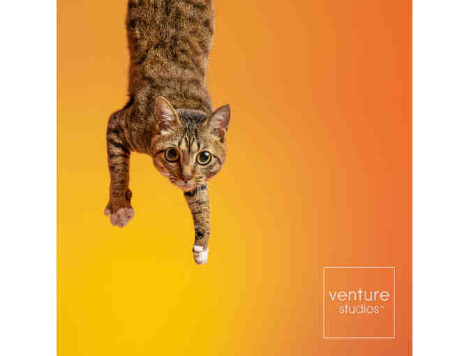 Pet Photography Experience by Venture Photography (Greenwich,CT)