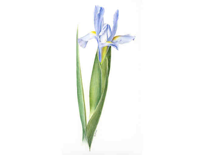 'Blue Iris' (James)