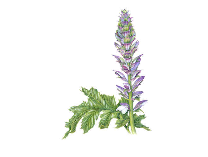 'Bear's Breeches' (Klippert)