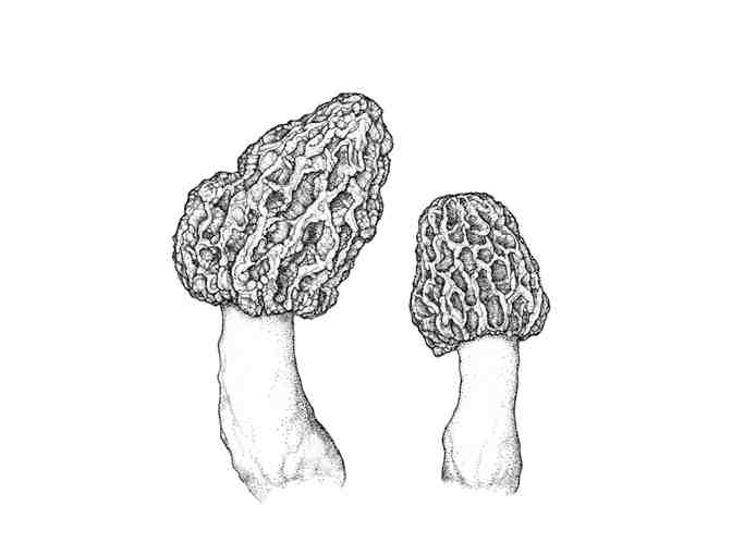Morchella esculenta 'Morel Mushroom' (Toberer)