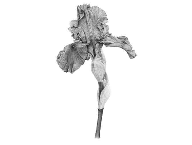 Iris germanica (Toberer)